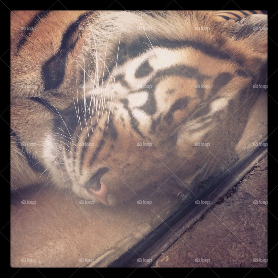 Sleepy Tiger . The Baton Rouge Zoo