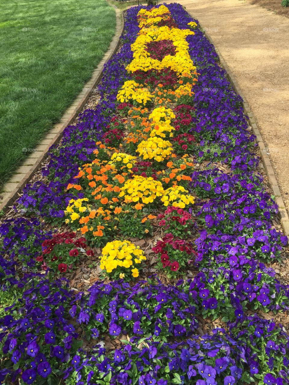 Colorful flower bed