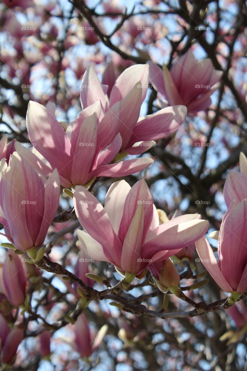 Magnolia blossoms in April