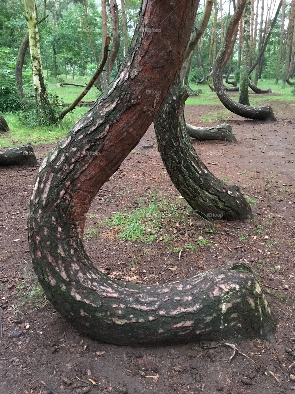 Crooked trees in Poland