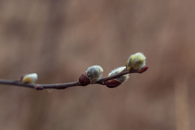 Spring is coming