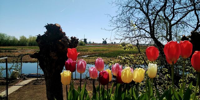tulipany i wiatraki