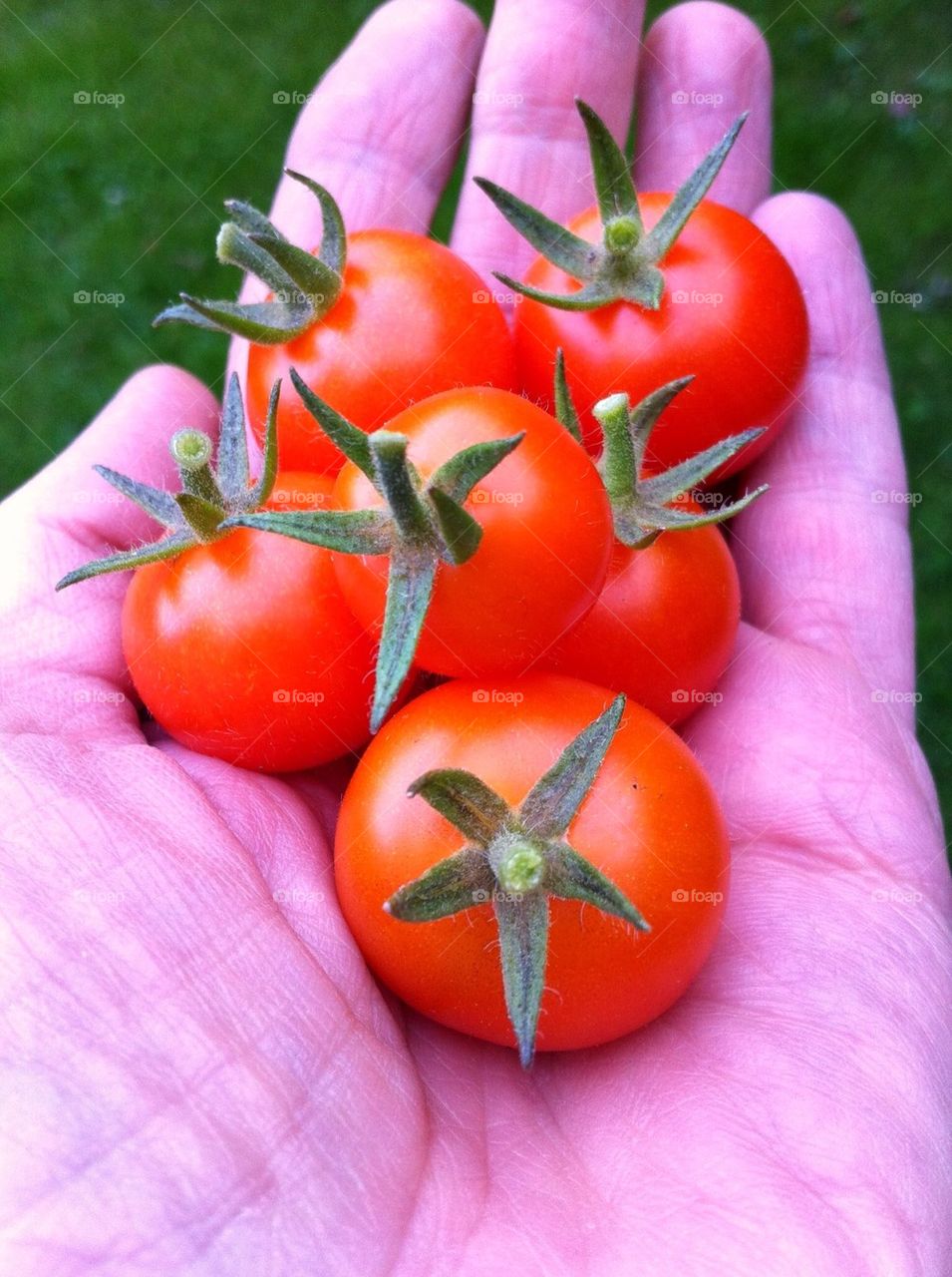 Hand with fresh small tomatoes.