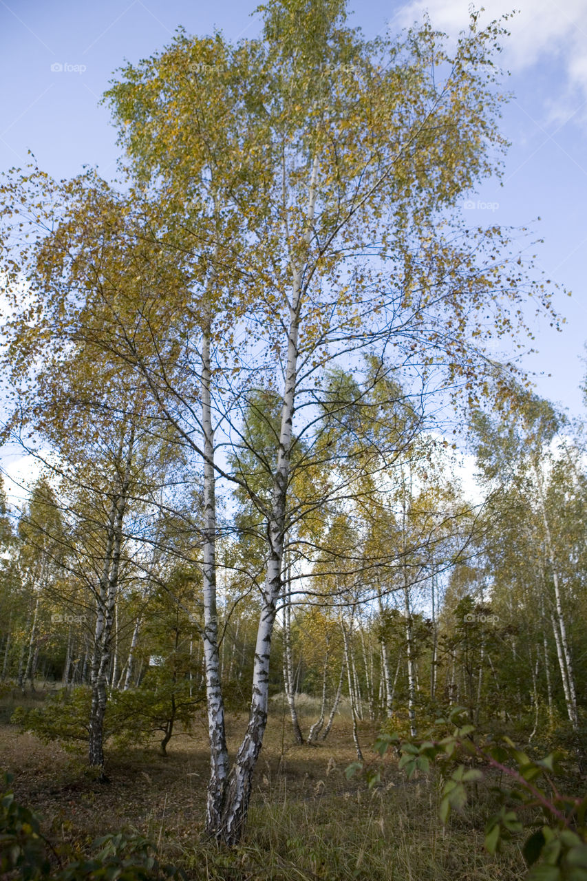 Wood, Tree, Nature, Landscape, Birch