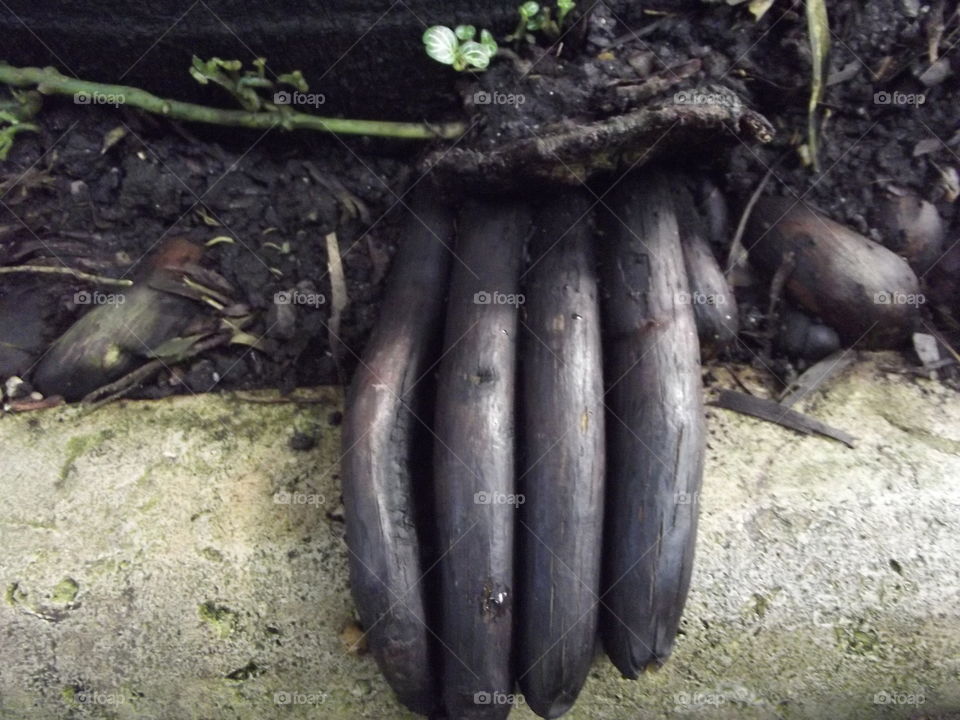 Handlike Tree Roots