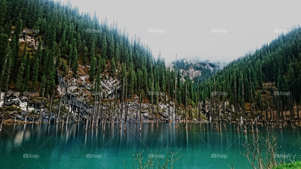 Turquoise crystal clear with willows