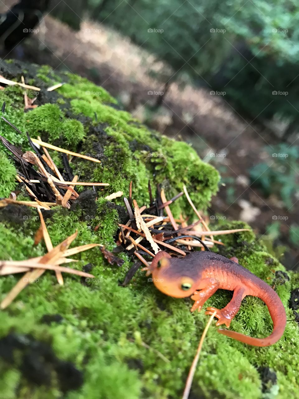 Scenic view of newt