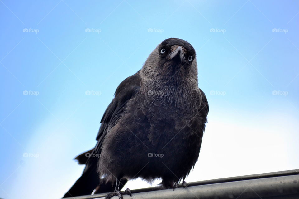 Jackdaw