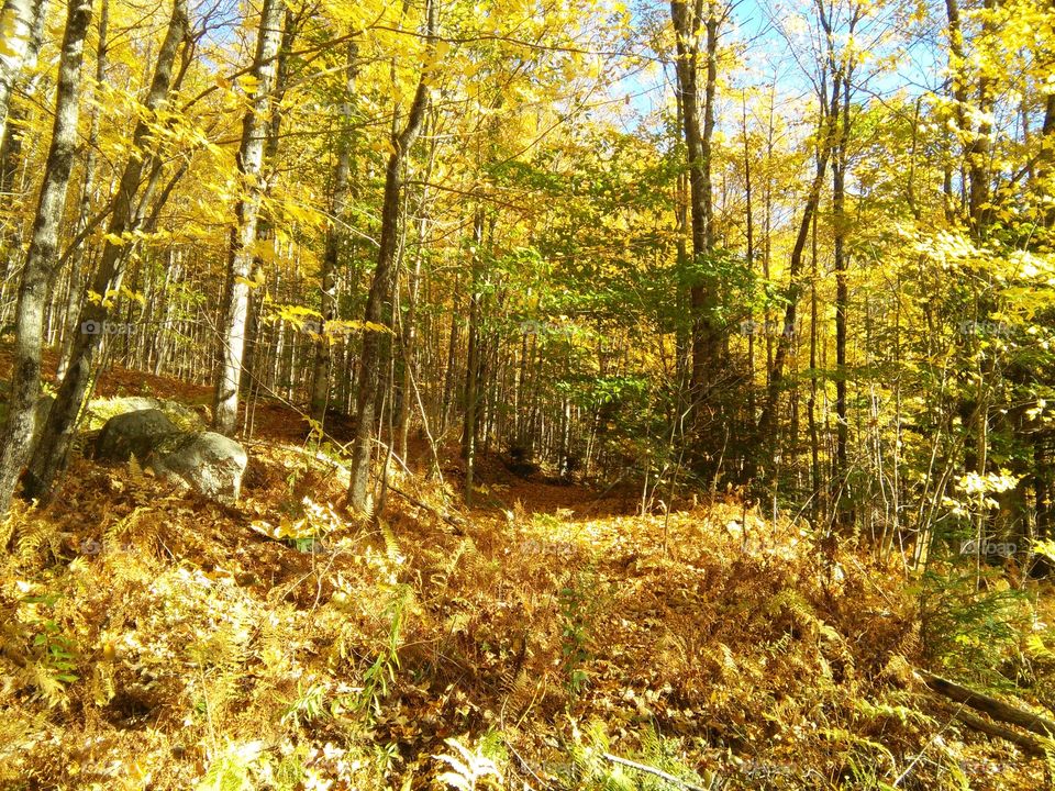The foliage in yellow