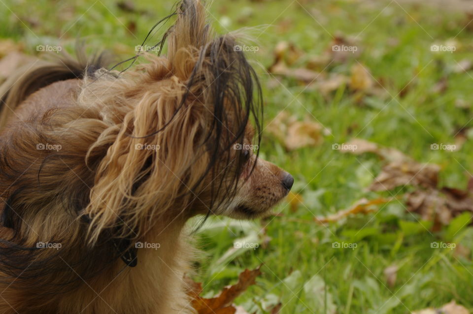 little brown sobaka.dlinnosherstny Toy Terrier