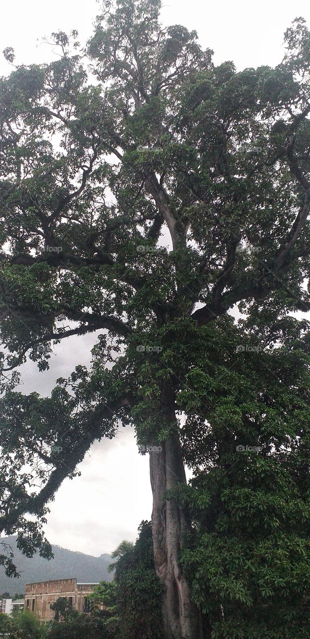 amazing giant tree in morning view