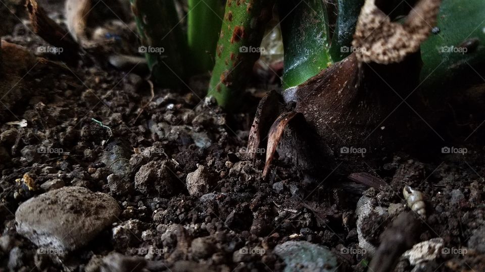 Soil and woods