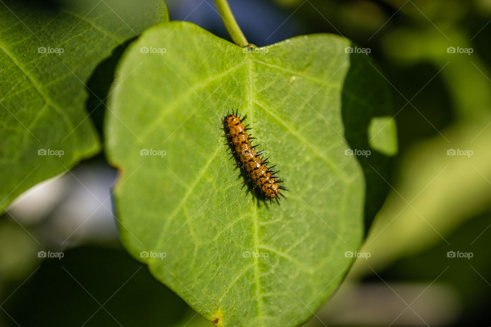small orange caterpillar on a green leaf