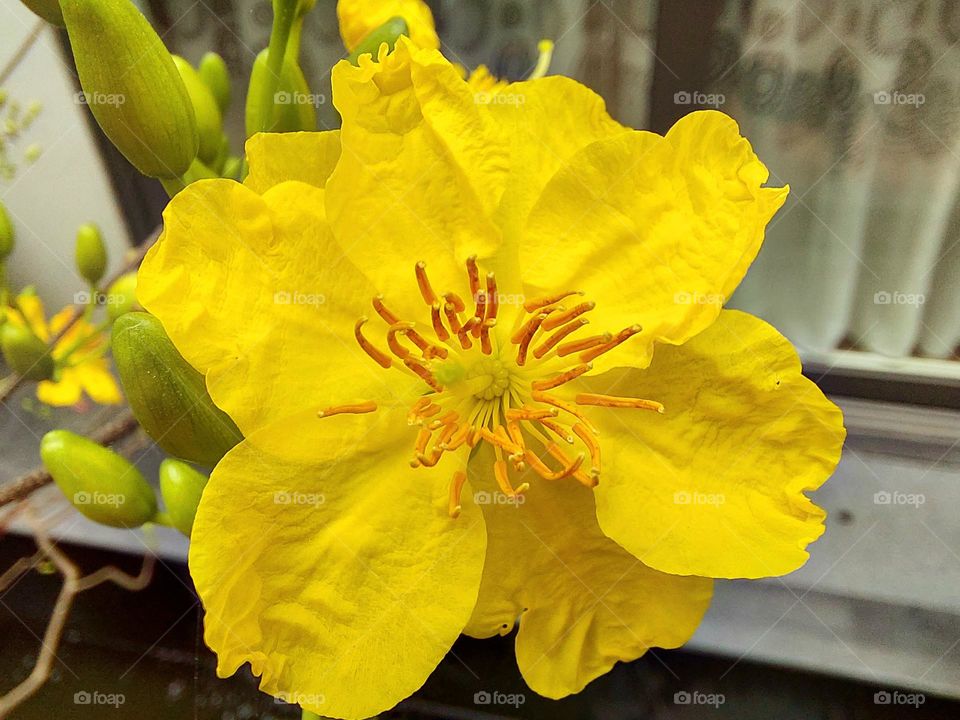 Yellow Apricot blossom flower in the Spring