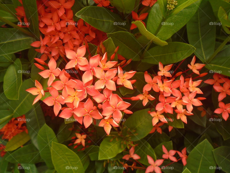 PLANT, GARDEN, LEAVES, FLOWERS, ENVIRONMENT.
