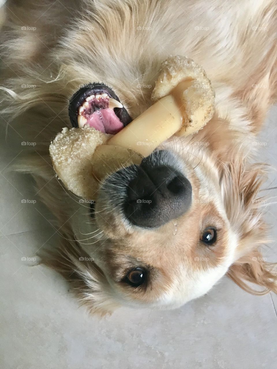 Bone in mouth of playful golden retriever 