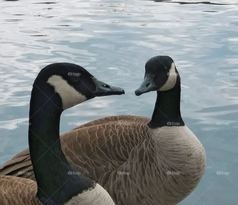 'What you lookin' at Goose?!'