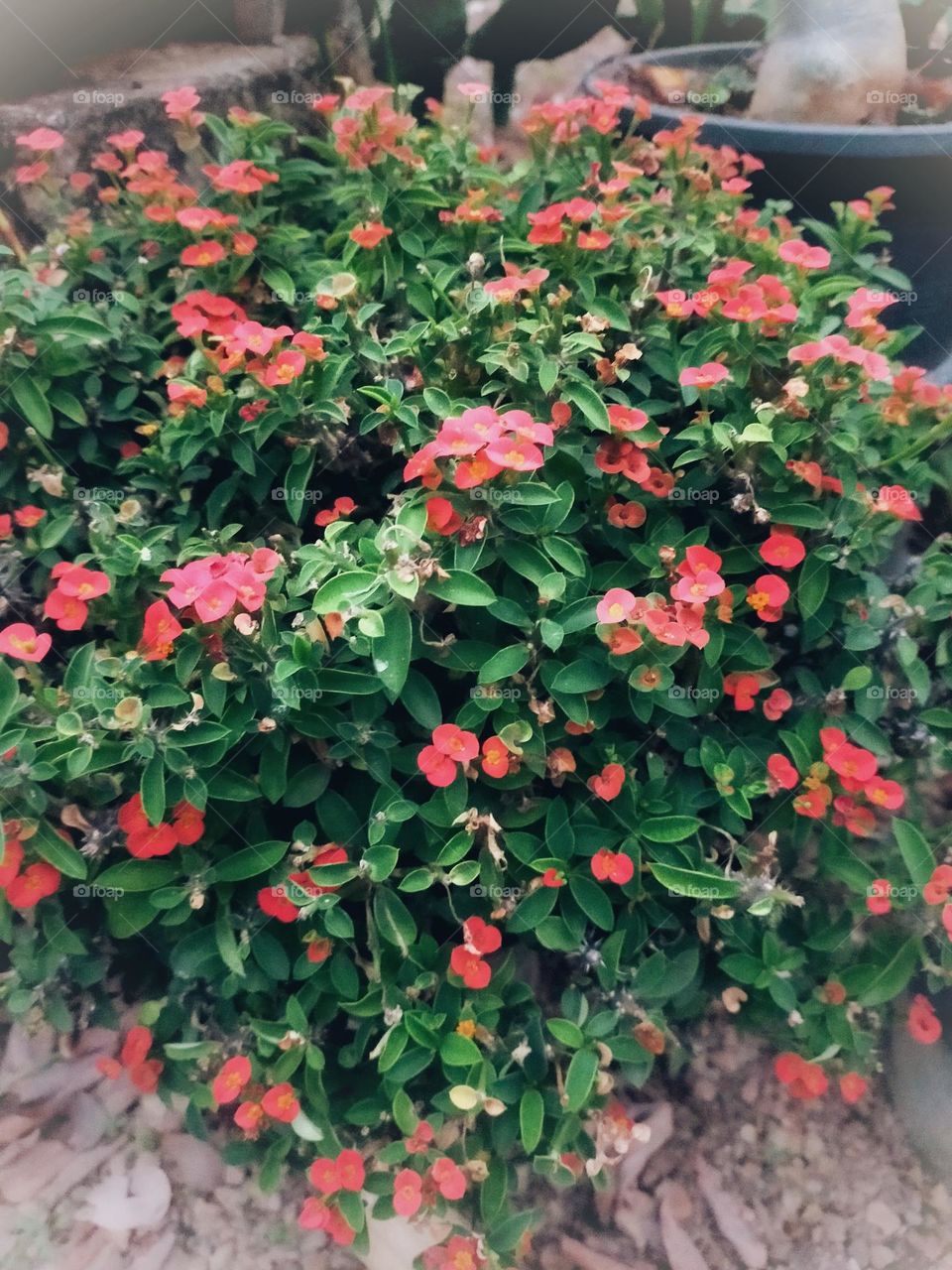 Flowers, plants, including wood grains that have different colors.