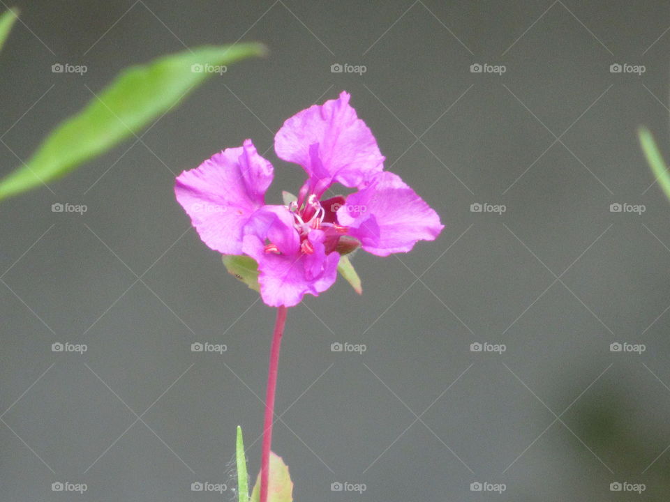 Tiny bright pink flower