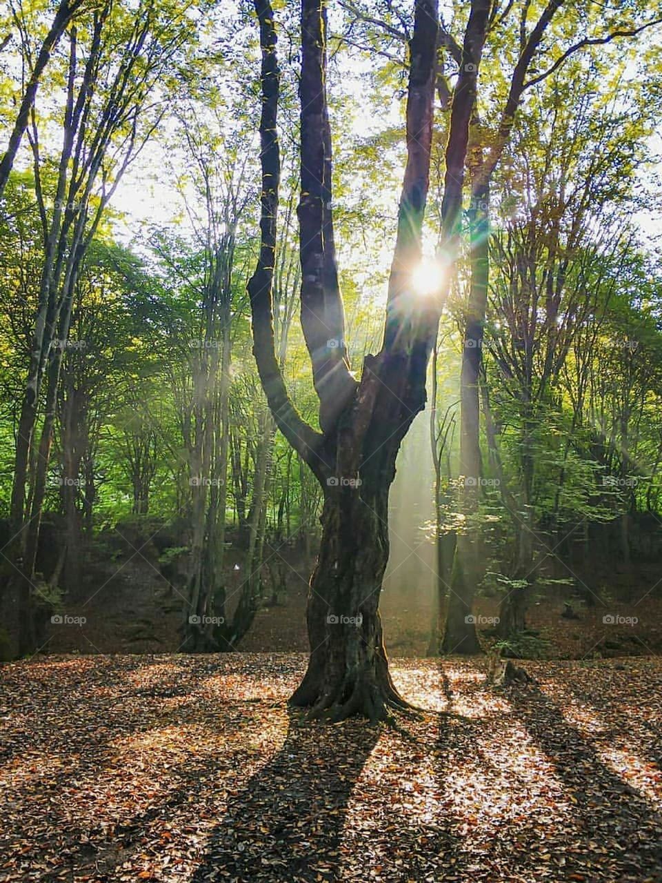 A way to a beautiful and green forest and I found the magic of the forest... a little green place to breathe the soul to breathe the mind to release