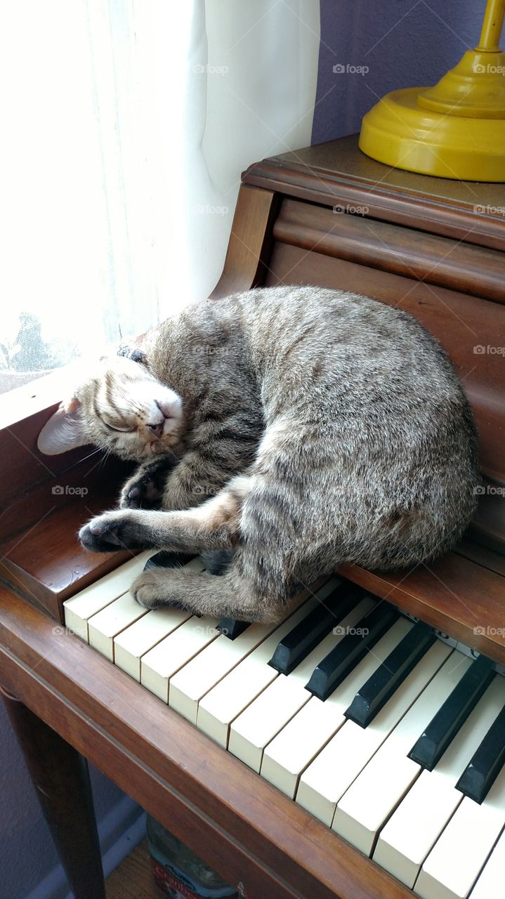 cat sleeping on piano keys