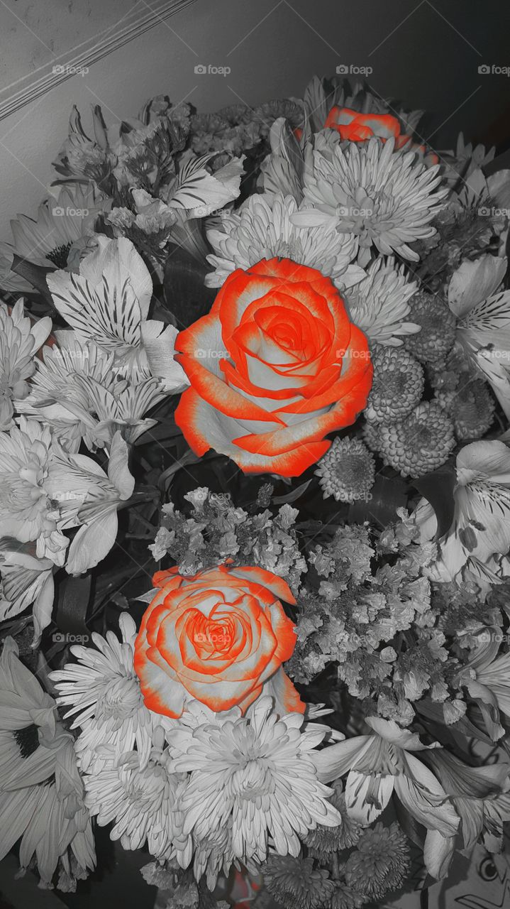 Orange and grey rose