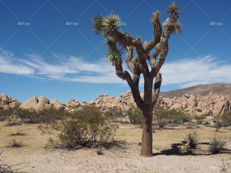 Joshua tree 