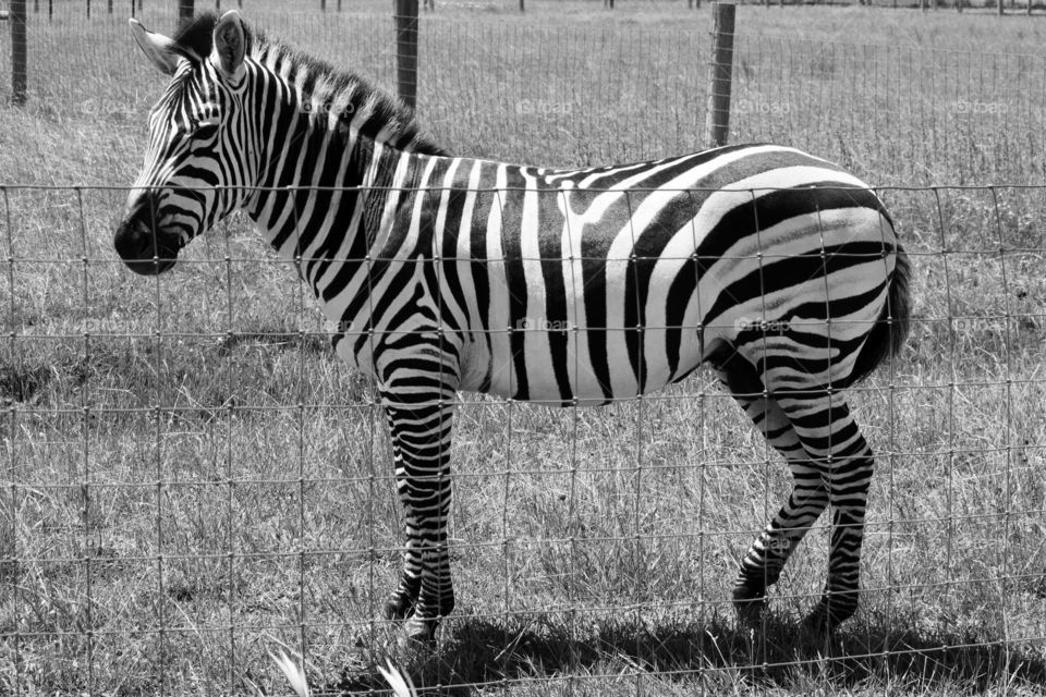 Zebra