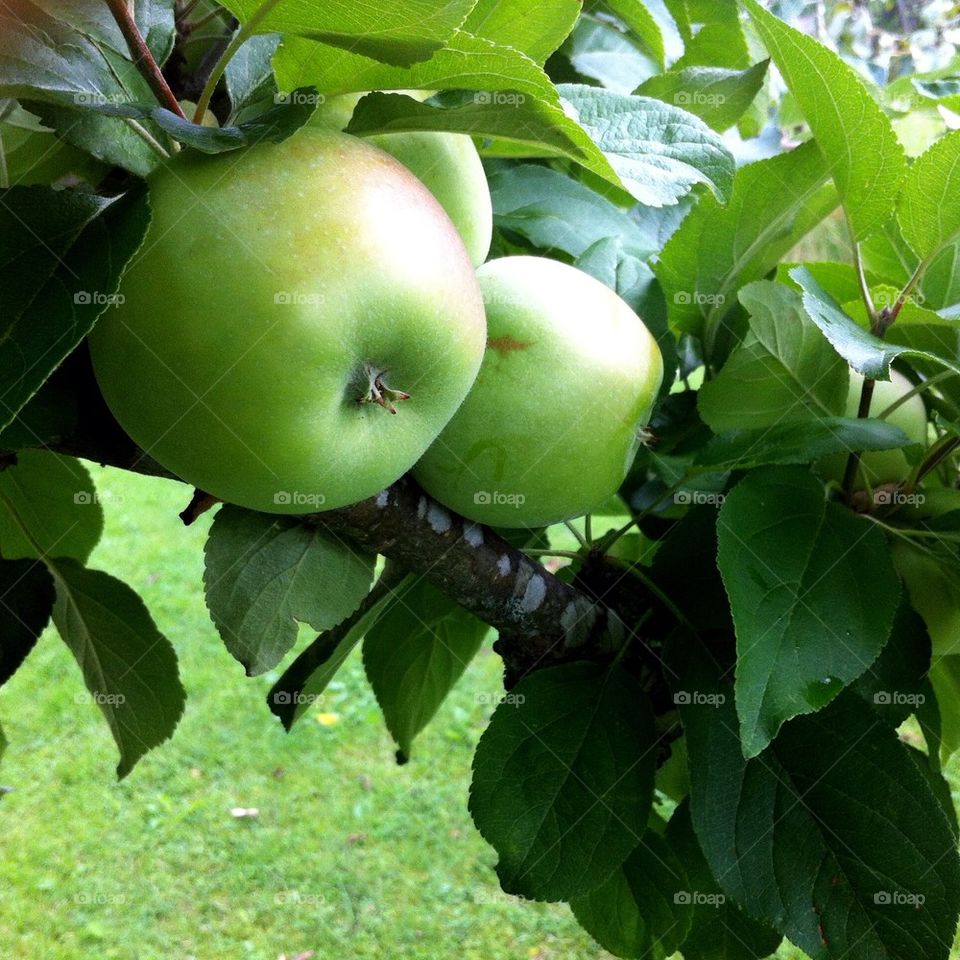 Apple tree with green unripen fruits.