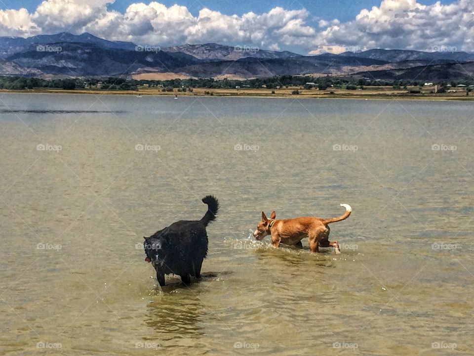 Two dog in the lake