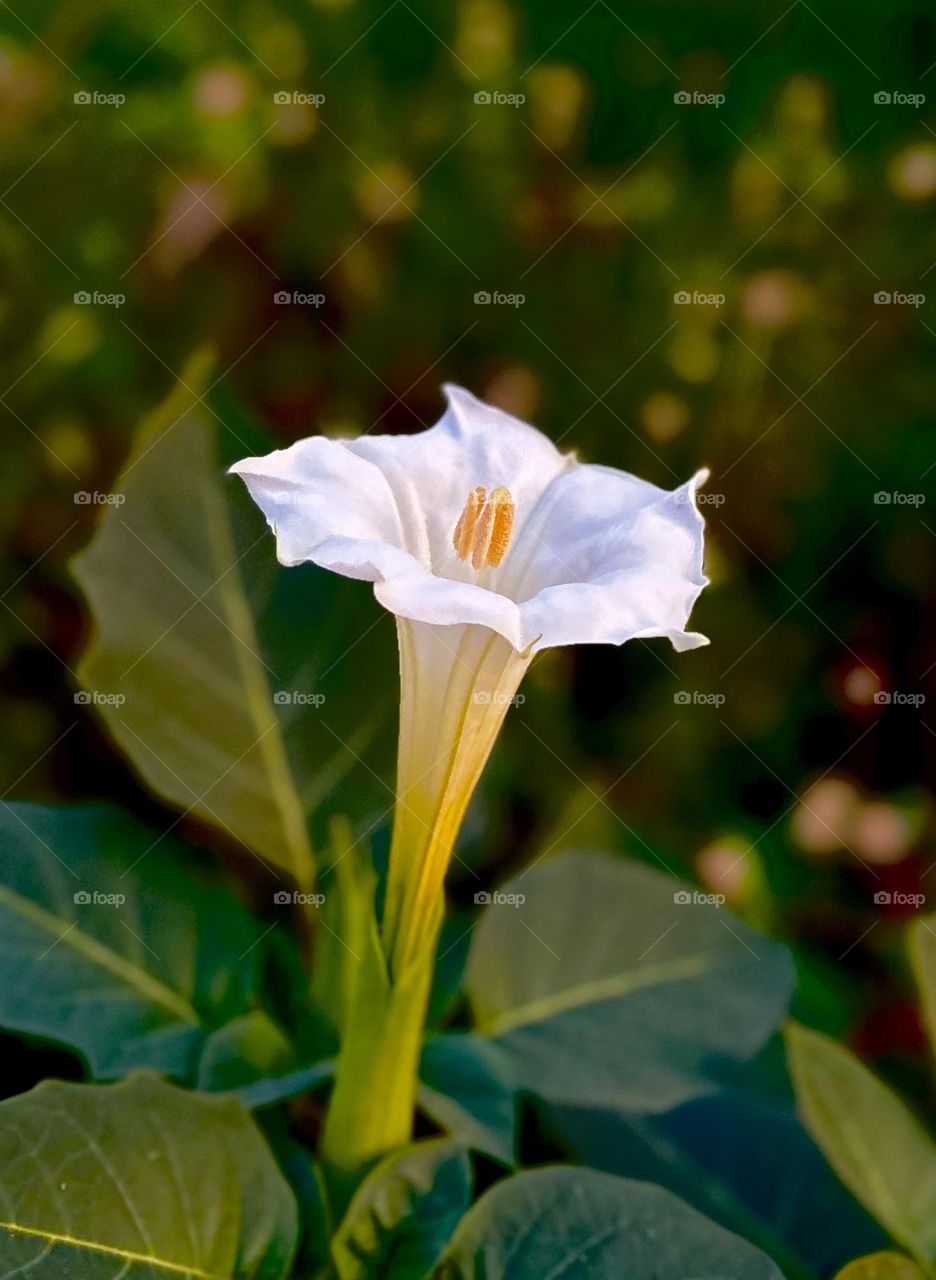 Floral photography - Jimson weed - Contrasting background 