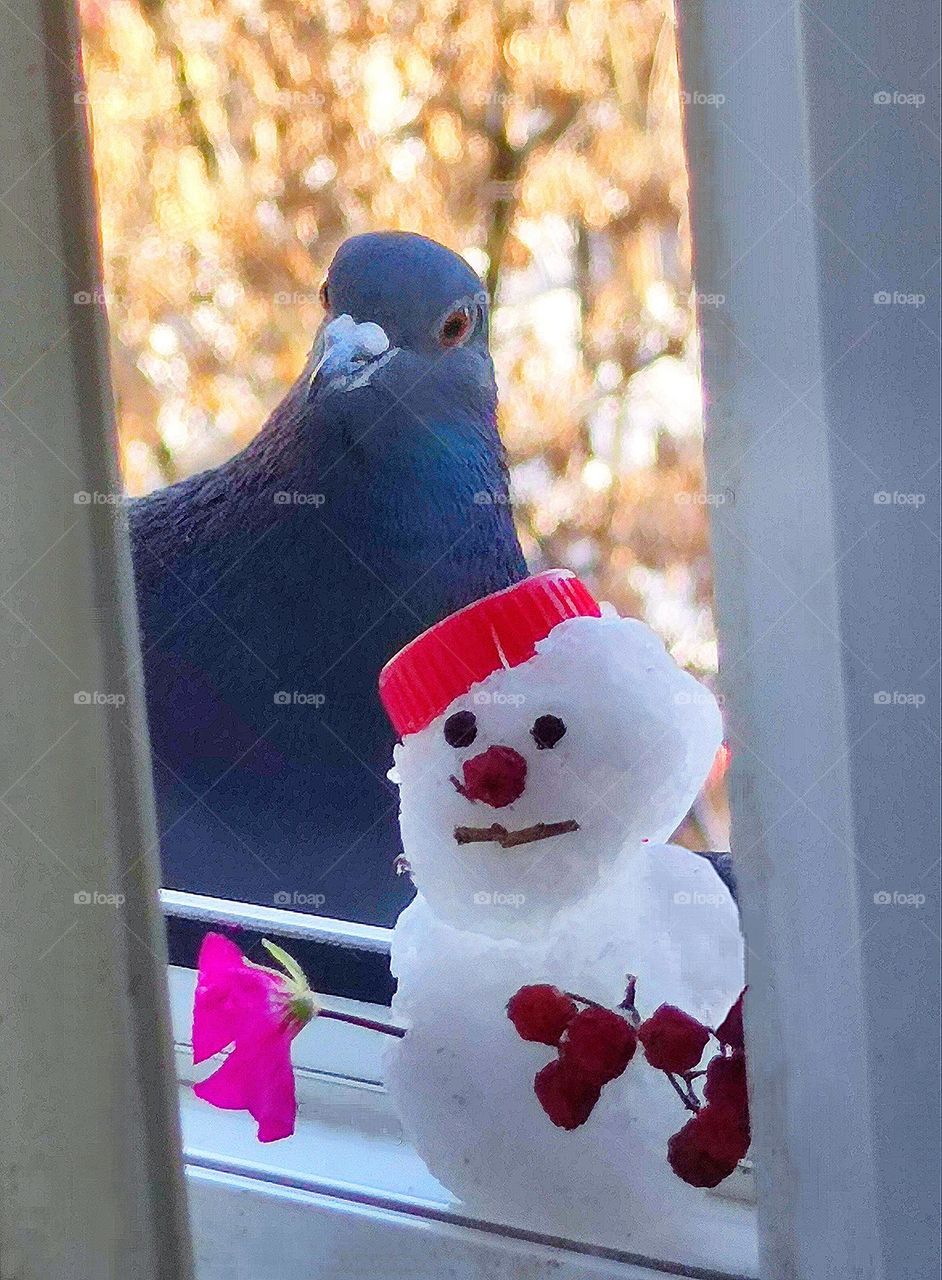 Spring through an open window. There is a sad snowman with red berries and flowers on the windowsill. An indignant pigeon stands nearby