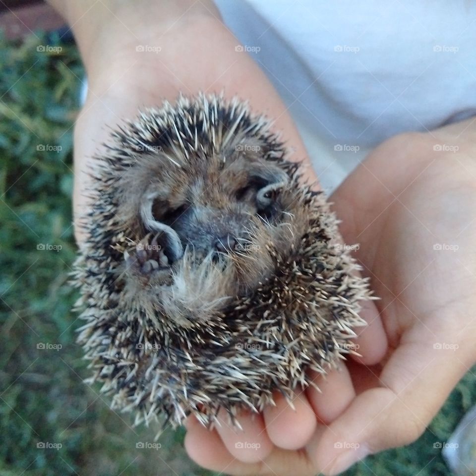 care for a lost hedgehog