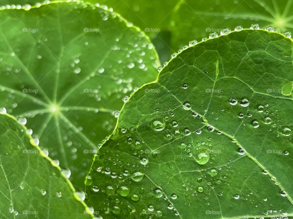 Water droplets bubbles splashes raindrops waterdrops plant green leaves leafs greenery botany phone photography rain shower rainy dew dewdrops wet outdoors nature storm 