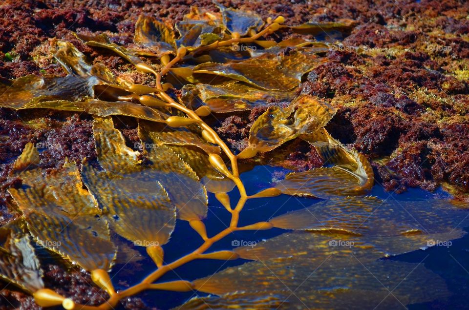 Winding Kelp