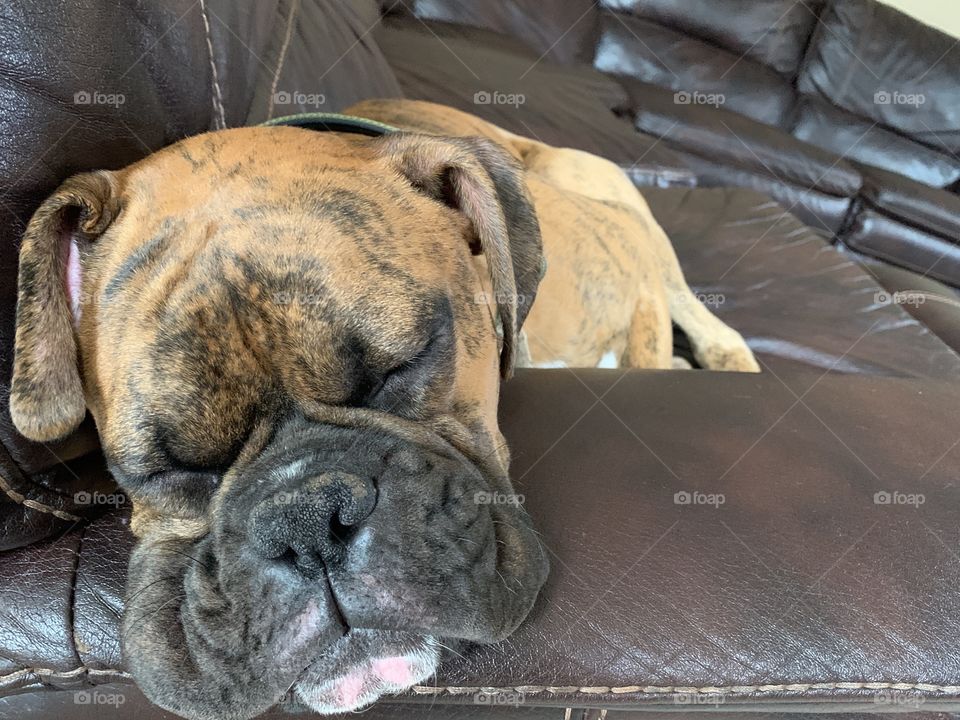 Puppy dog sleeping on the couch 