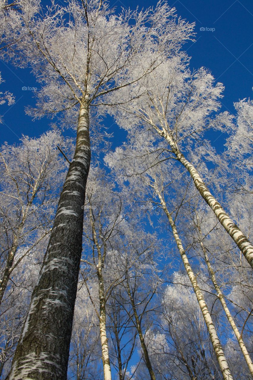 Winter magical forest