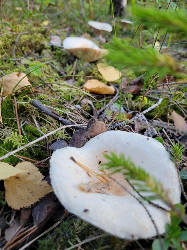 nature