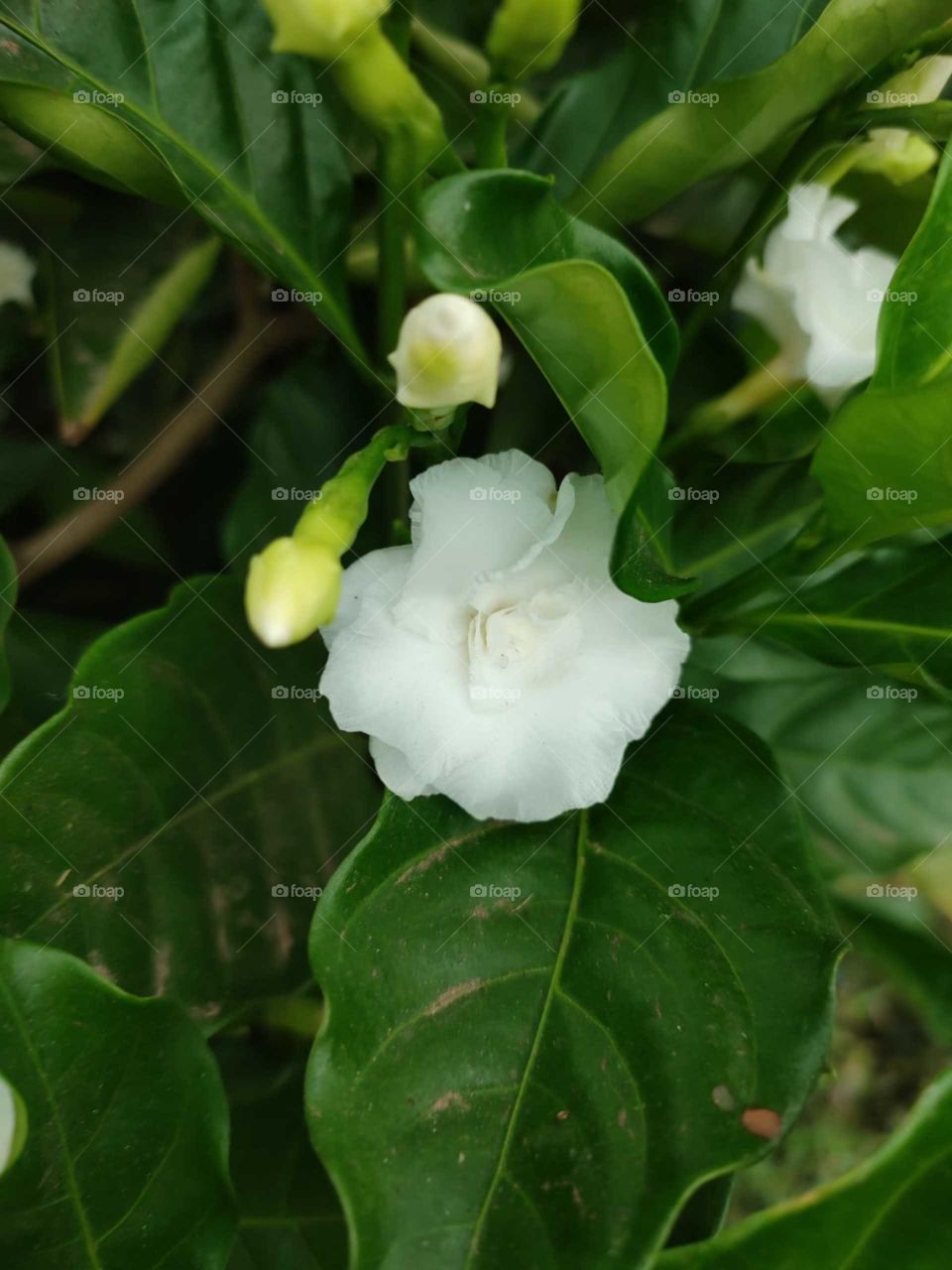 Crepe jasmine