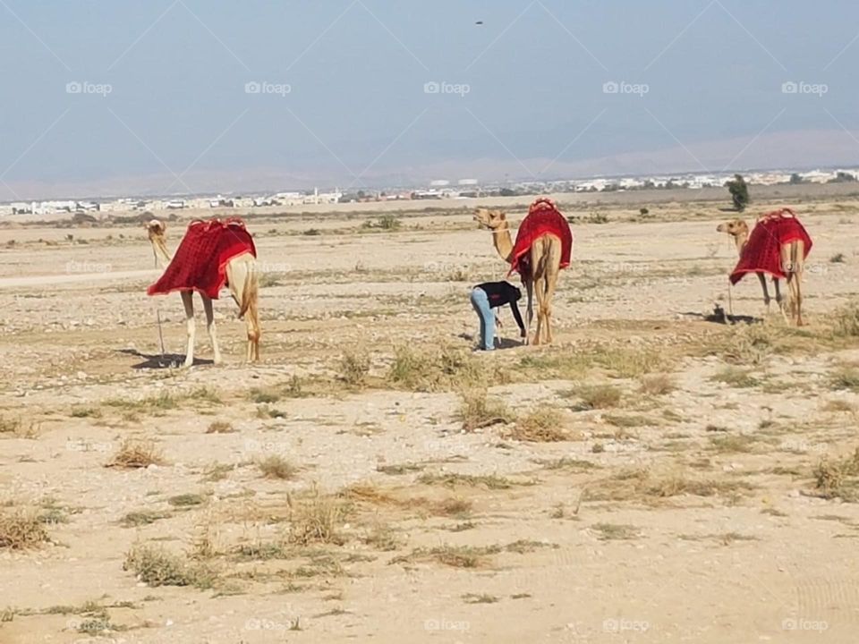 Taking care of the camels