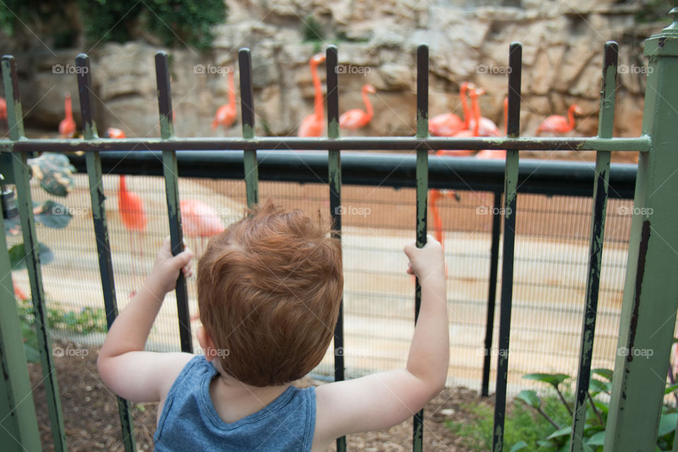 Flamingos at the zoo