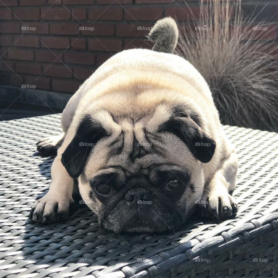 MY PUG DOG😎😍😍