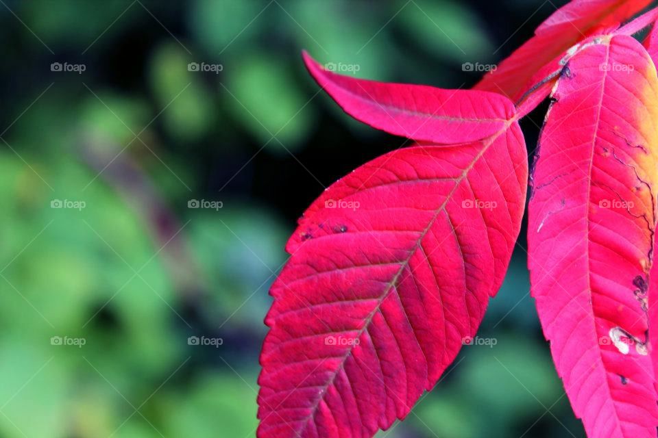 Red Leaf 