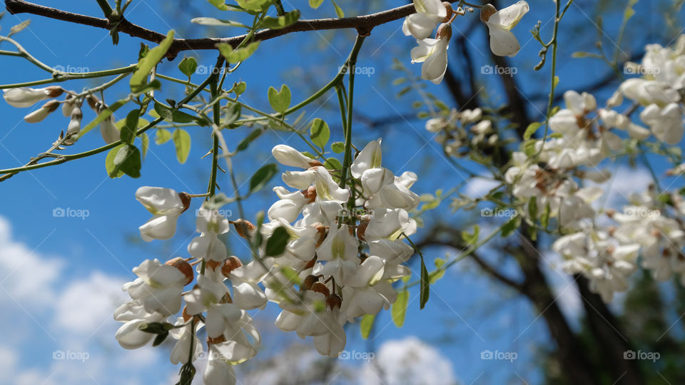 a locust tree in bloom