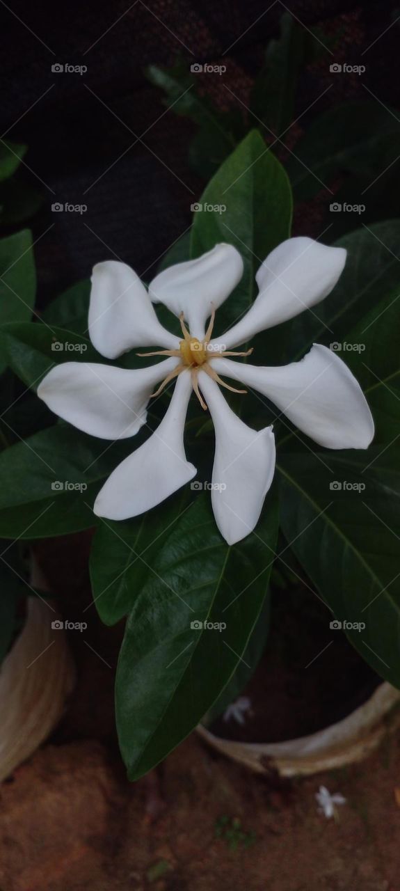 naturelove, white, flower, natural, green, beautiful, evening click, simple, cute