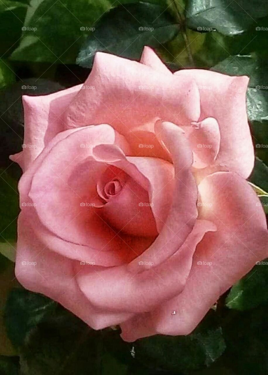 Gory rose Pink Color