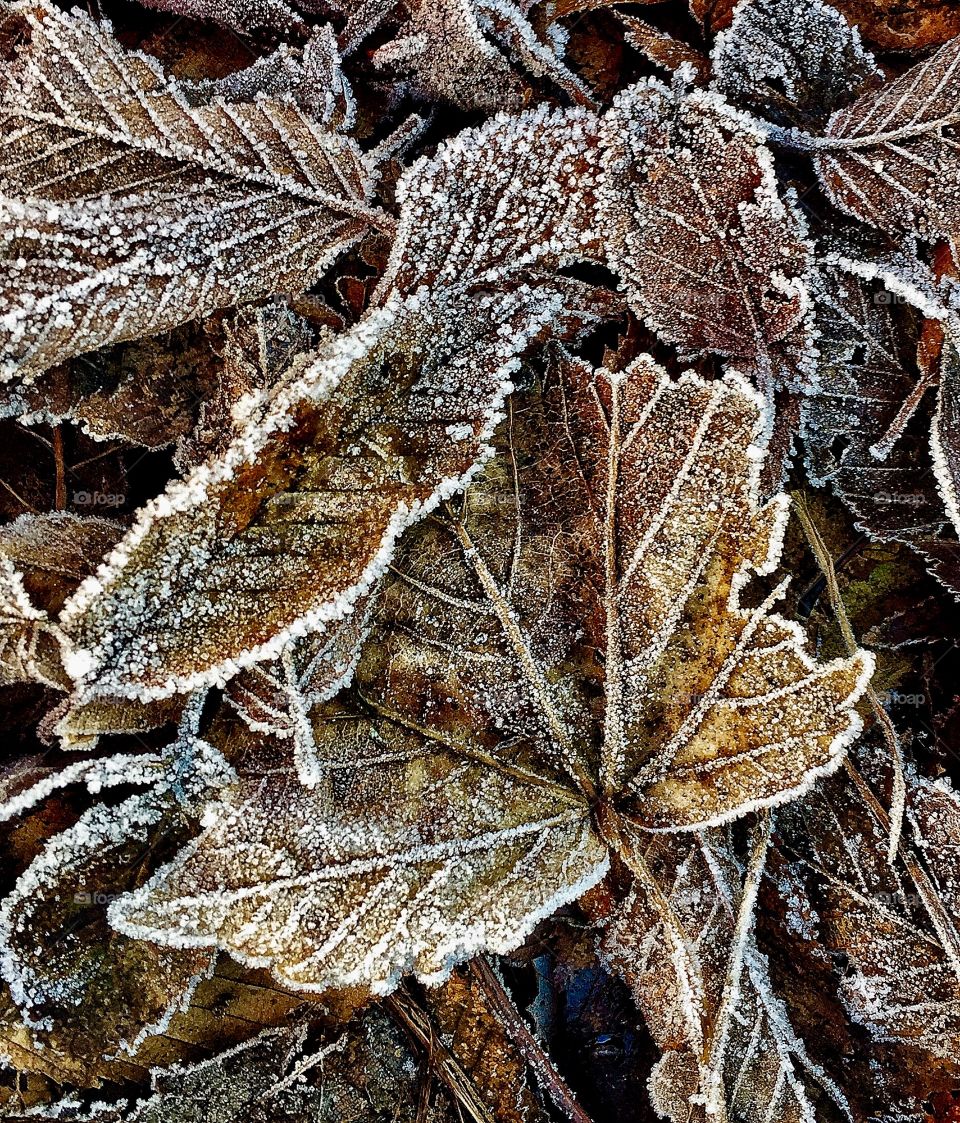 Frost dry oak leaf