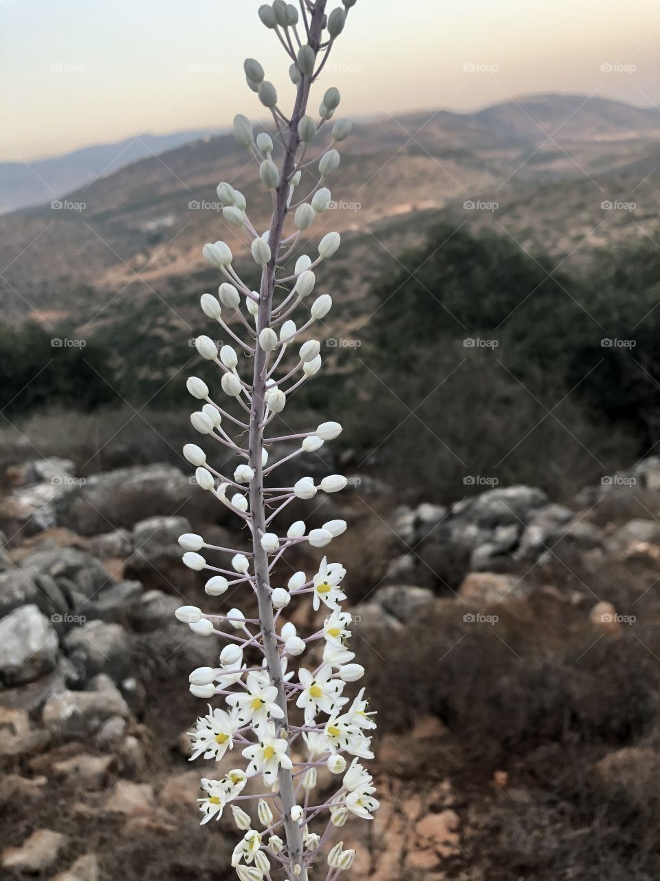 White flowers and grey stalk with rocks and mountains in the background 