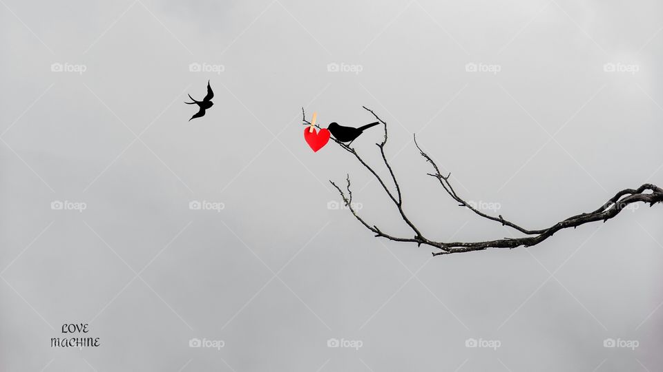 Love Bird