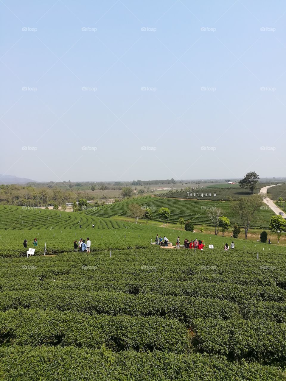 Tea Plantation